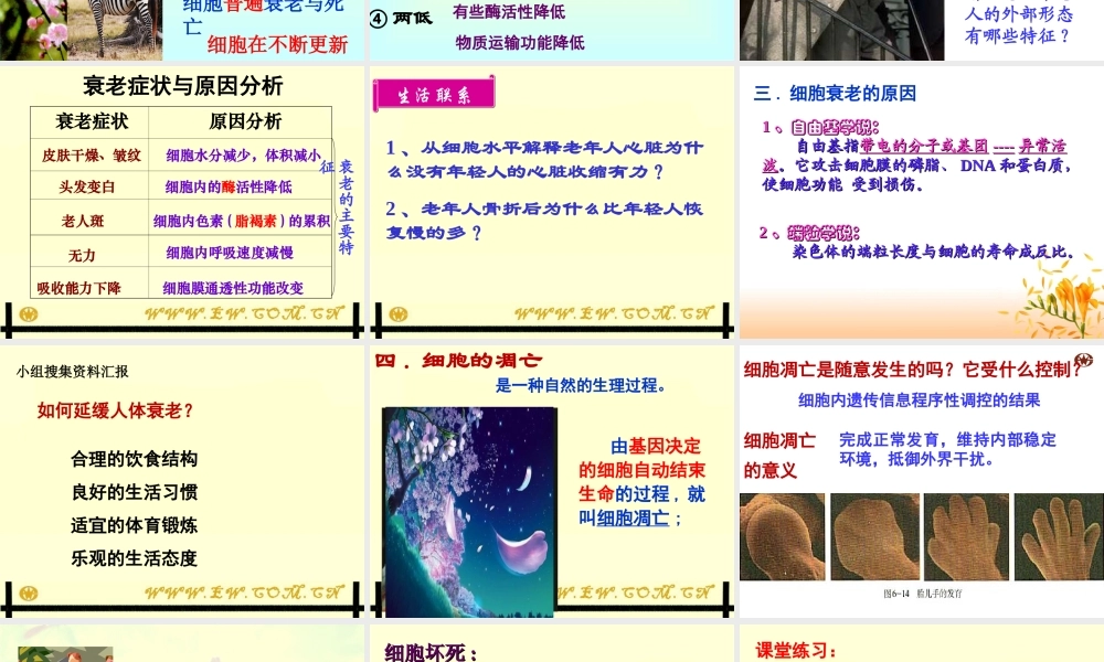 第三节细胞的衰老和凋亡