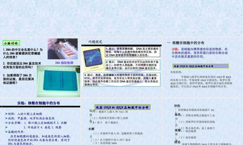 生物：2.3《遗传信息的携带者--核酸》课件(新人教必修1)