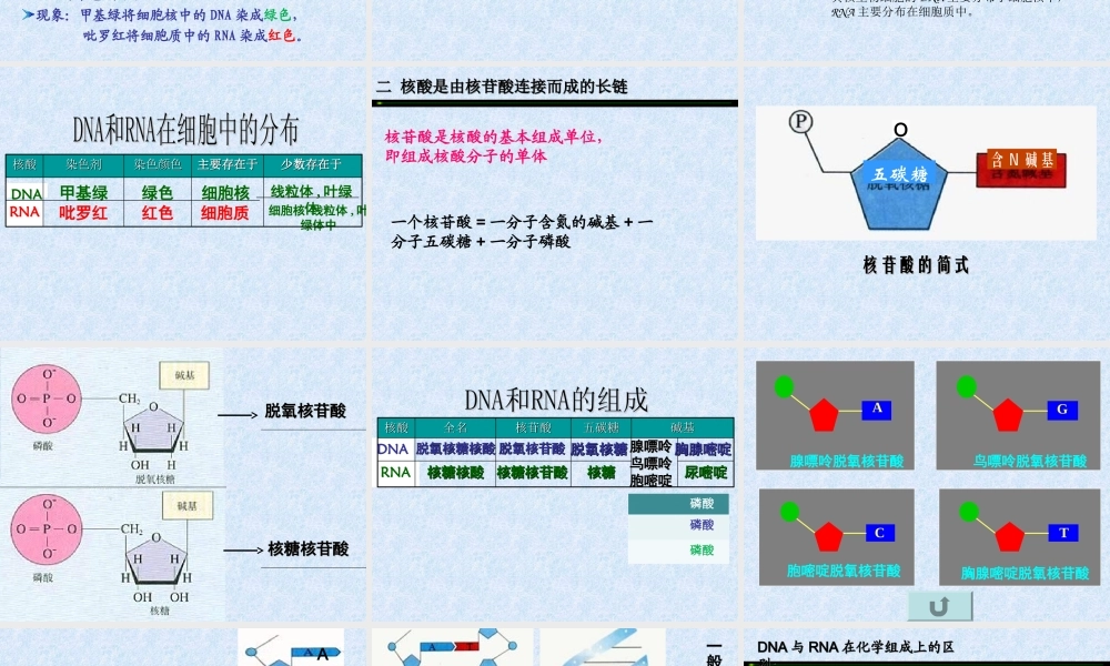 生物：2.3《遗传信息的携带者--核酸》课件(新人教必修1)