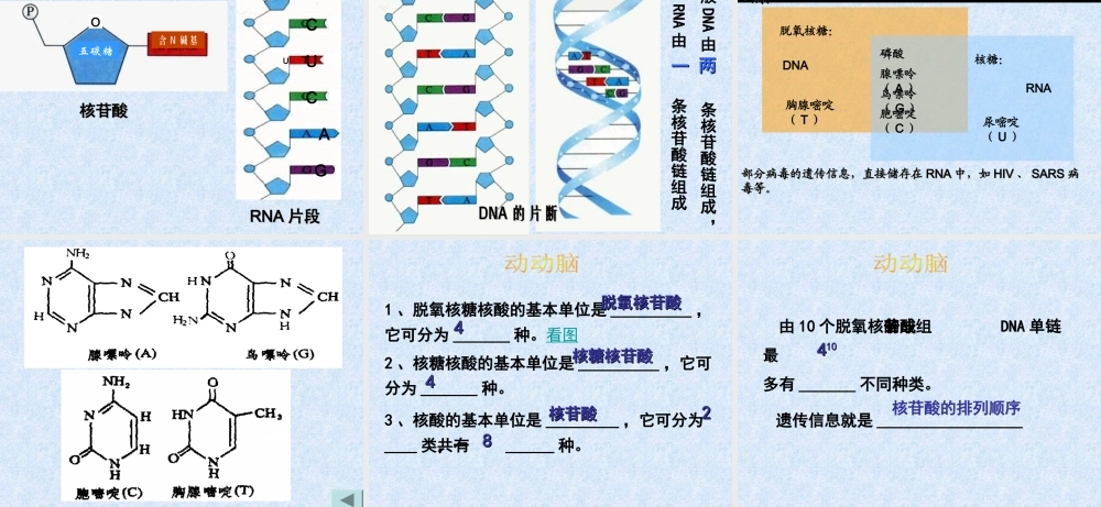 生物：2.3《遗传信息的携带者--核酸》课件(新人教必修1)
