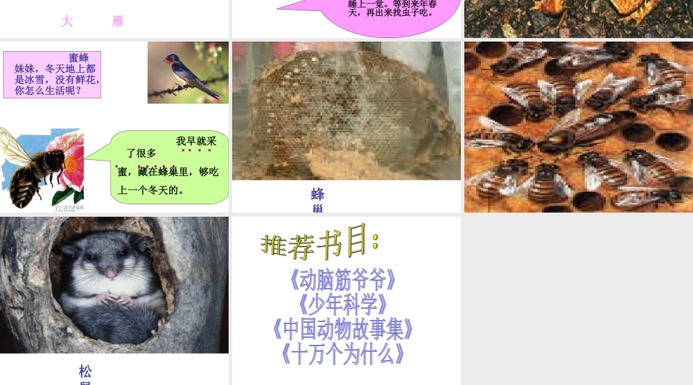 小学语文二年级课件-小动物过冬