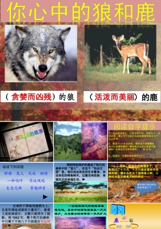 14、鹿和狼的故事-六年级语文上-PPT