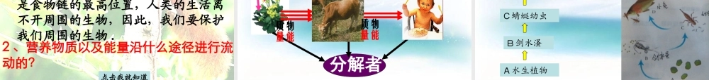 《生物与环境组成生态系统》教学课件1