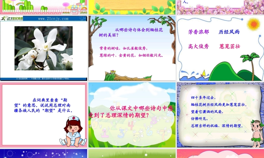 语文A版三年级上册《周总理栽的缅桂花树》PPT课件-2