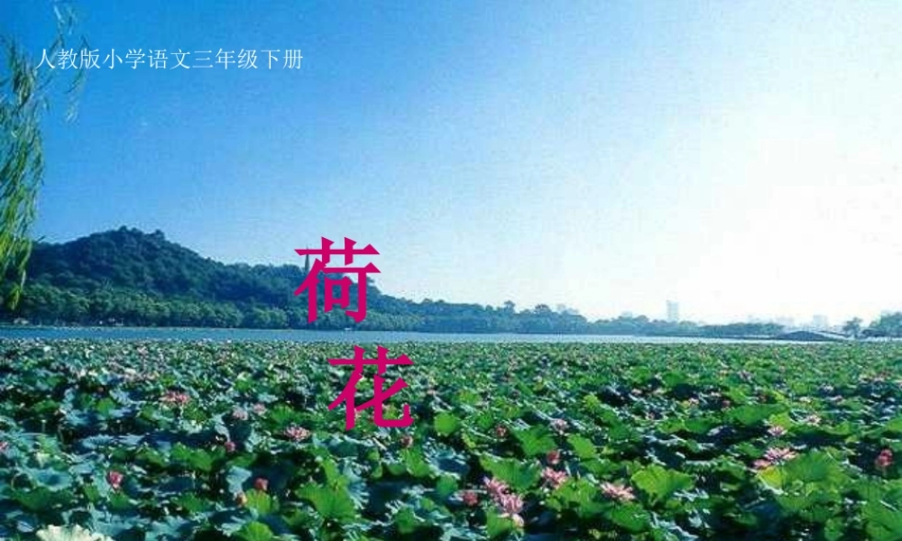 人教版小学语文三年级下册《荷花》ppt课件
