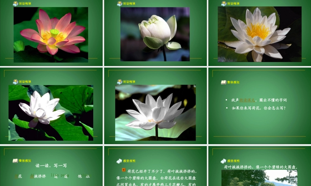 人教版小学语文三年级下册《荷花》ppt课件
