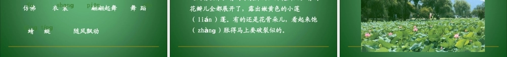 人教版小学语文三年级下册《荷花》ppt课件
