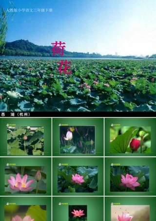 人教版小学语文三年级下册《荷花》ppt课件