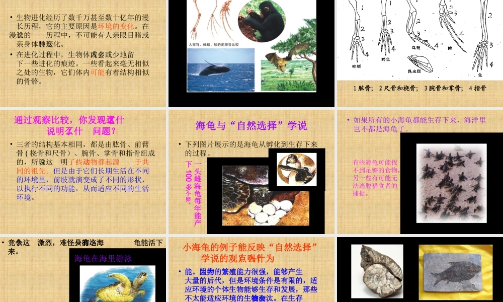 《9-进化中的生物》课件