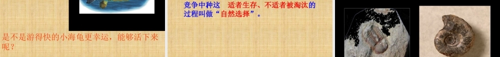 《9-进化中的生物》课件