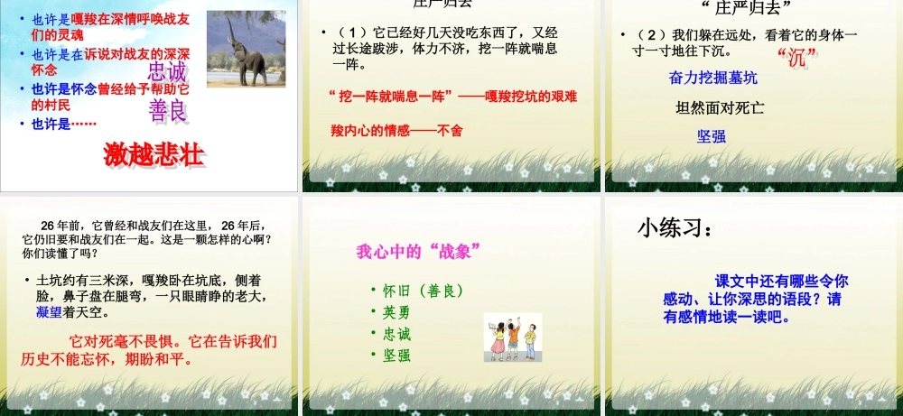 《最后一头战象》课件3