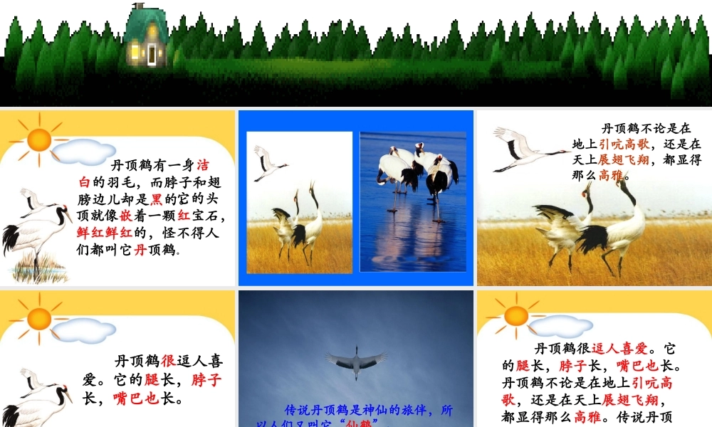 《美丽的丹顶鹤》课件