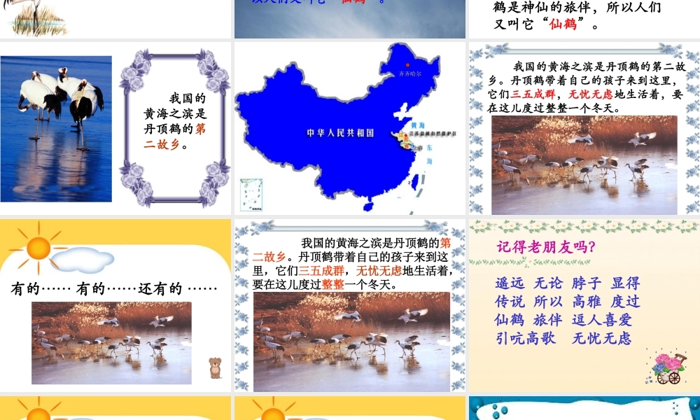 《美丽的丹顶鹤》课件