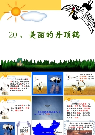 《美丽的丹顶鹤》课件