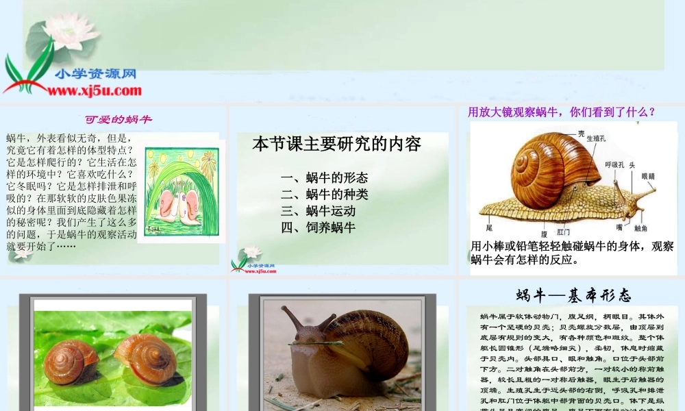 (教科版)三年级科学上册课件-蜗牛1