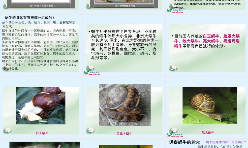 (教科版)三年级科学上册课件-蜗牛1