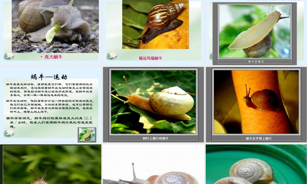(教科版)三年级科学上册课件-蜗牛1