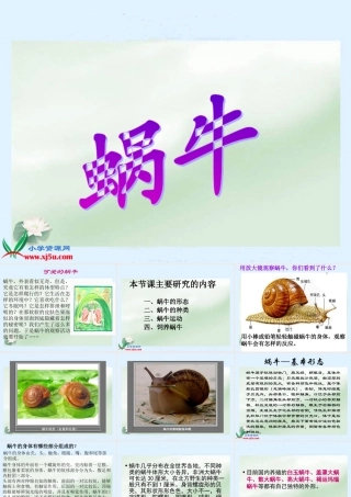 (教科版)三年级科学上册课件-蜗牛1