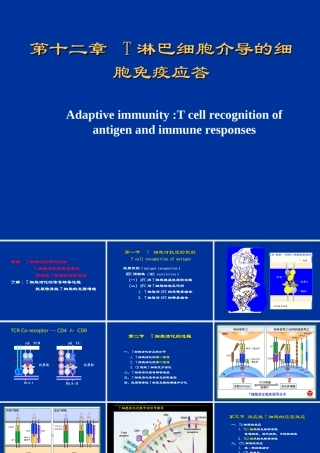 T淋巴细胞免疫应答