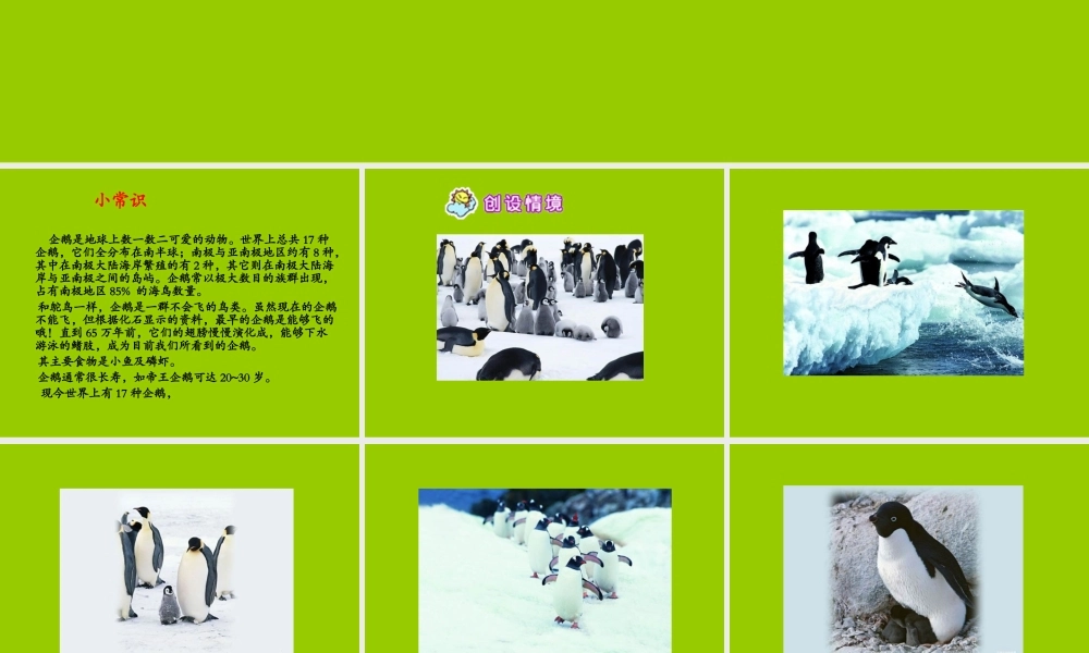 西师大版小学六年级语文下册第10课《企鹅爸爸PPT课件》