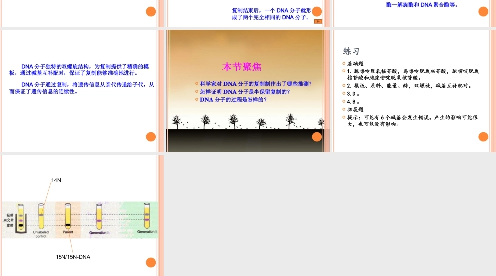 第三节DNA的复制