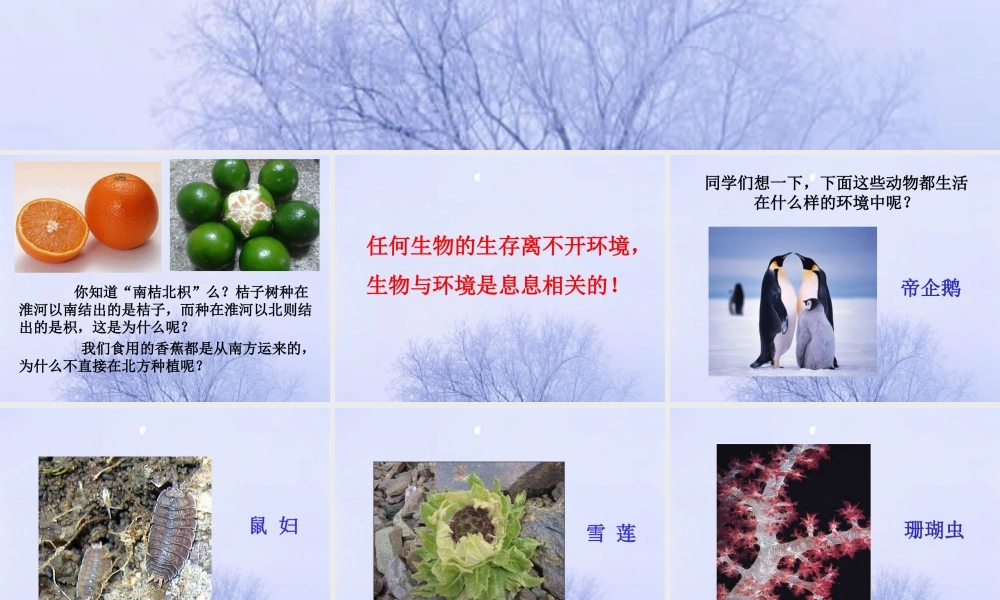 《生物的生存环境》课件2