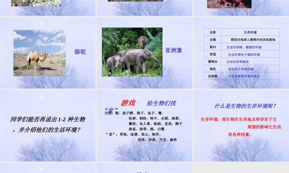 《生物的生存环境》课件2