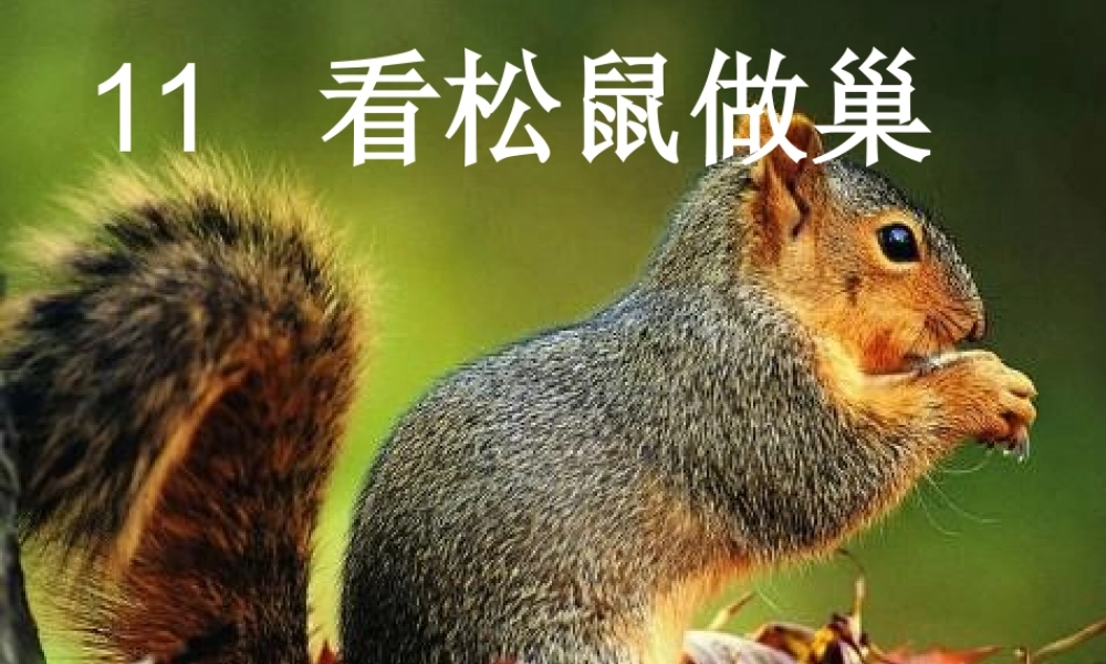 11看松鼠做巢ppt