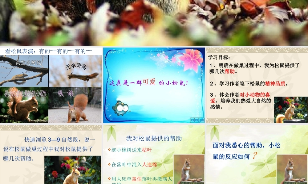 11看松鼠做巢ppt