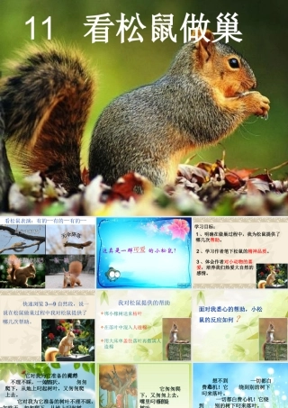 11看松鼠做巢ppt