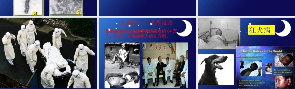 《病毒》课件3