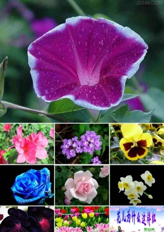 《花儿为什么这么红》ppt