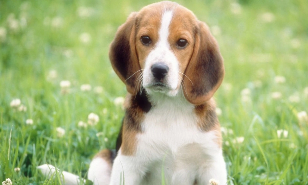 《不会叫的狗》公开课课件---副本