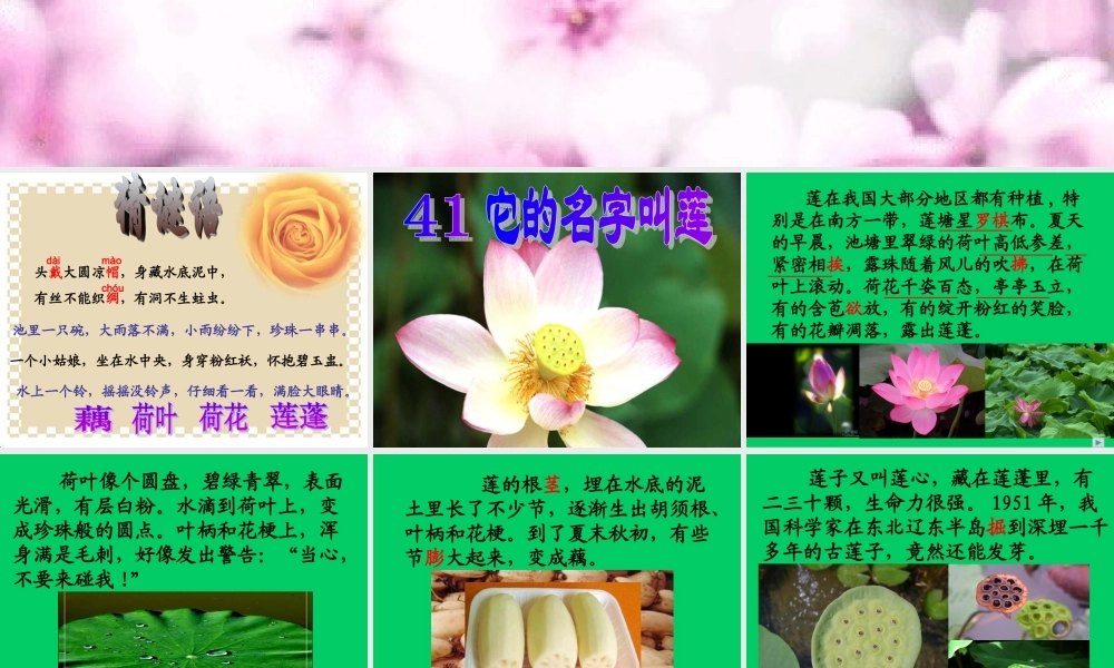 小学语文二年级课件-它的名字叫莲-沪教版