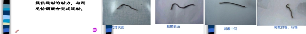 第二十课《蚯蚓找家》课件
