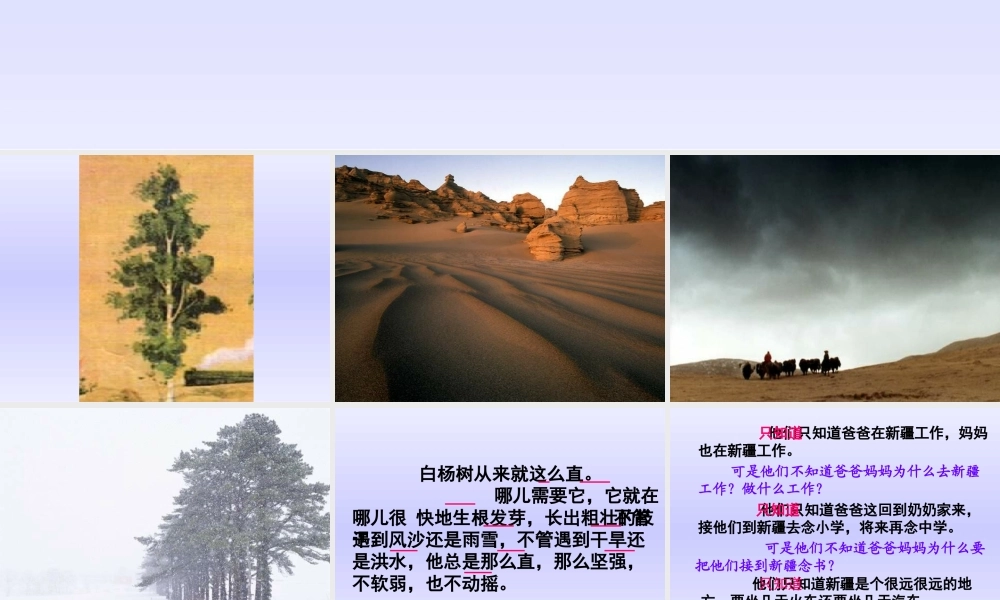 《白杨》课件-