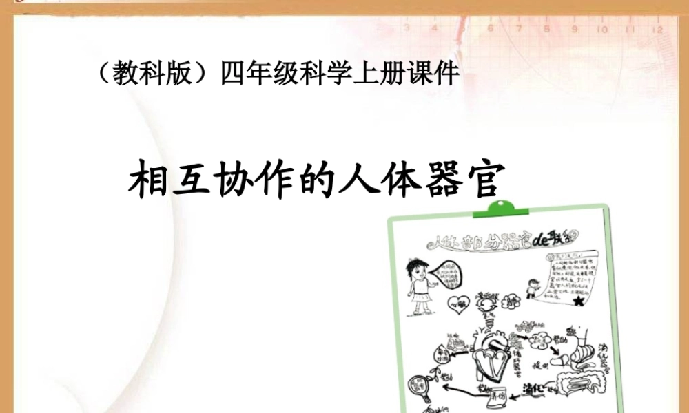 《相互协作的人体器官》教学课件