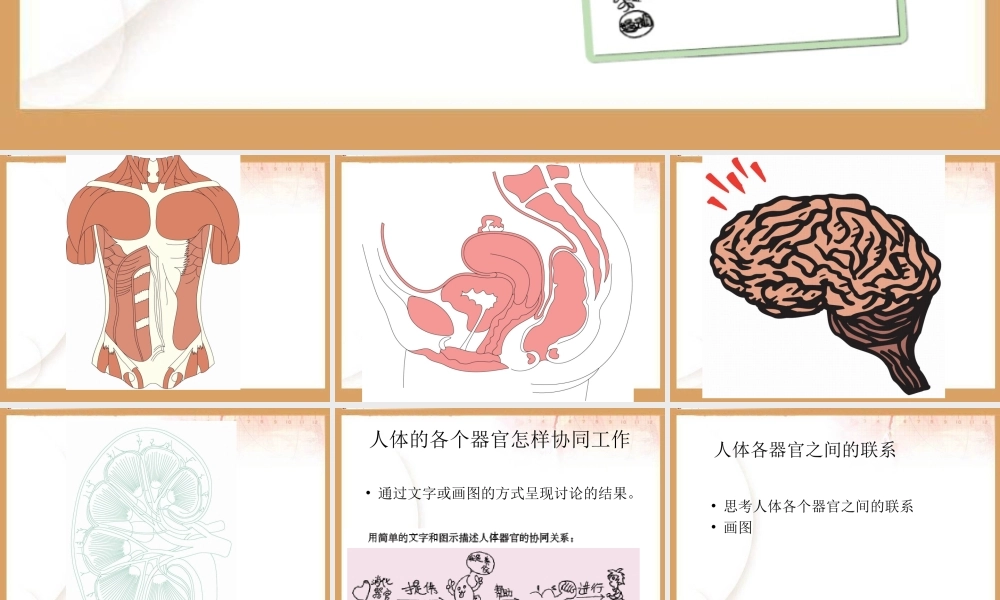 《相互协作的人体器官》教学课件