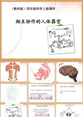 《相互协作的人体器官》教学课件