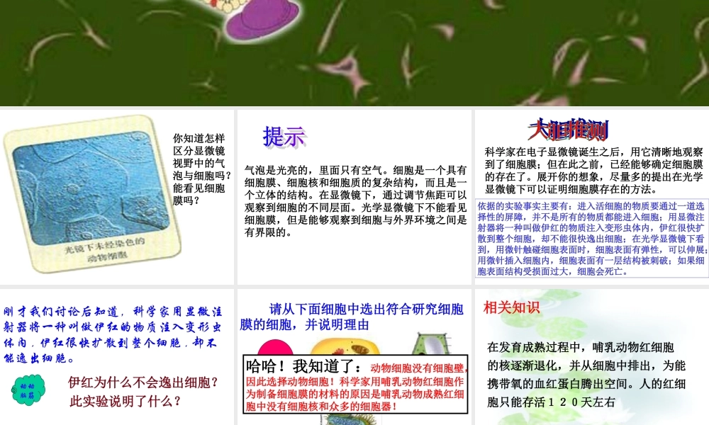 3.1细胞膜——系统的边界