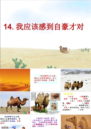 14我应该感到自豪才对第二课时