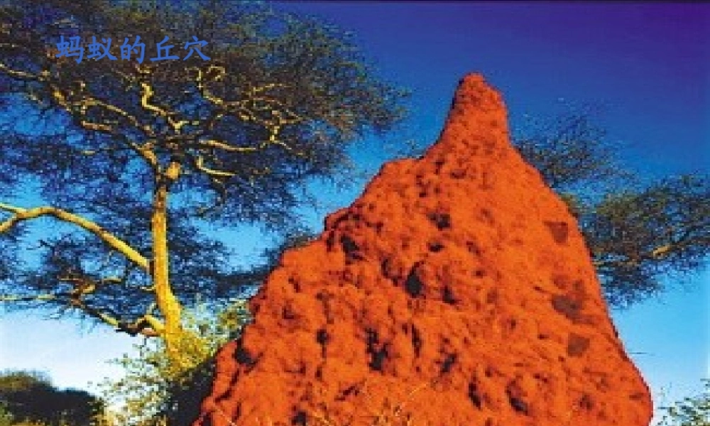 12作为生物的社会