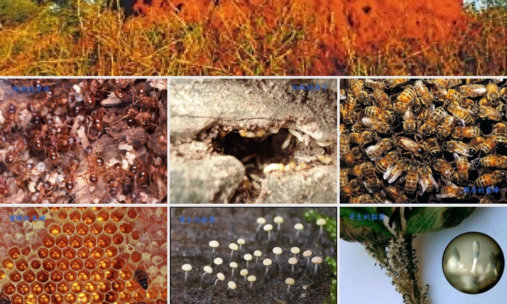 12作为生物的社会