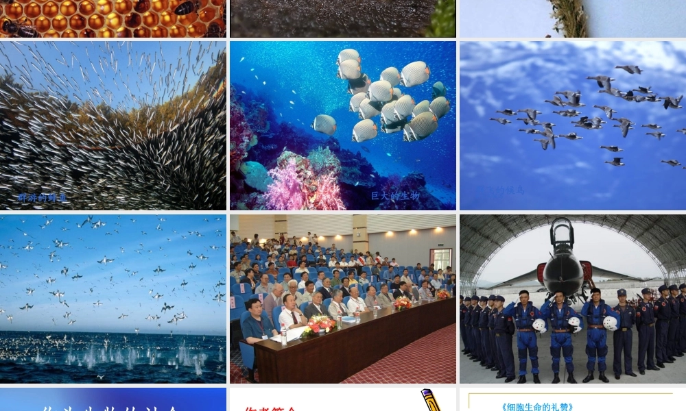 12作为生物的社会