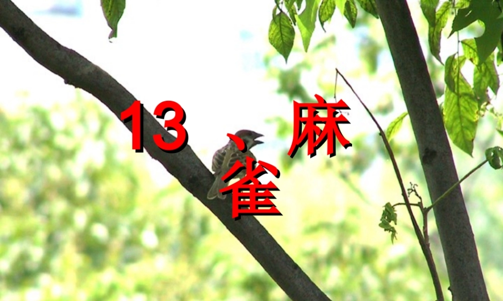 四年级语文上册《麻雀》课件(1)