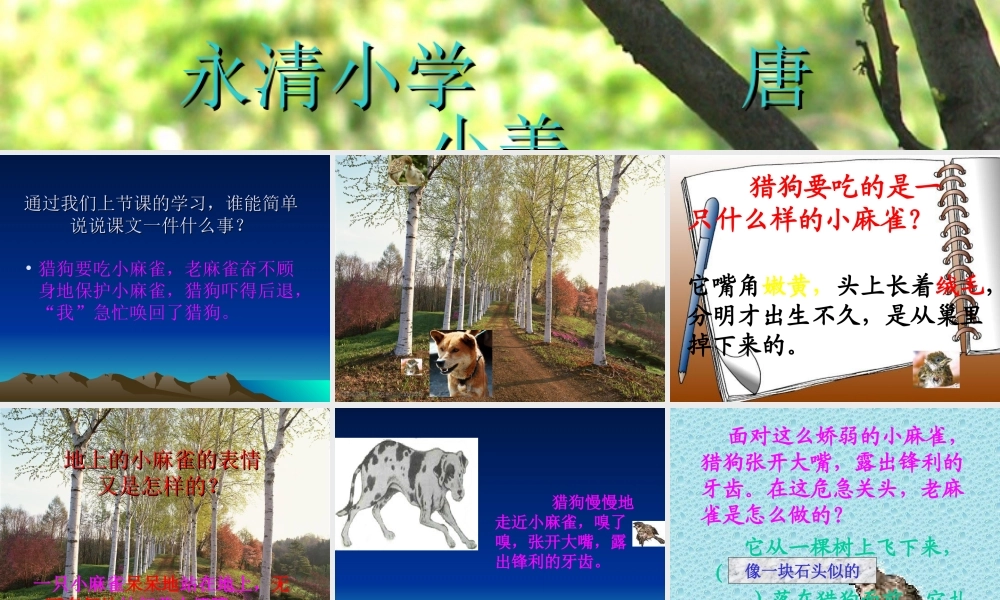 四年级语文上册《麻雀》课件(1)