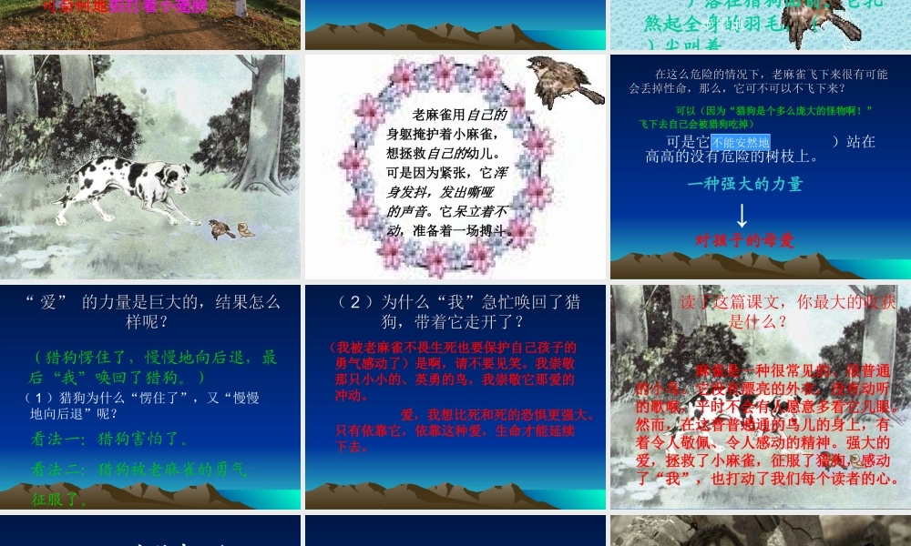 四年级语文上册《麻雀》课件(1)