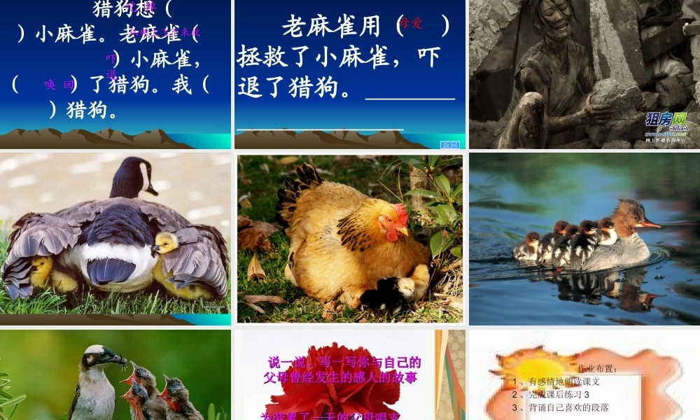 四年级语文上册《麻雀》课件(1)
