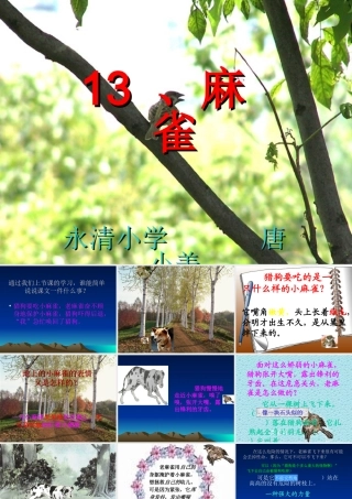 四年级语文上册《麻雀》课件(1)