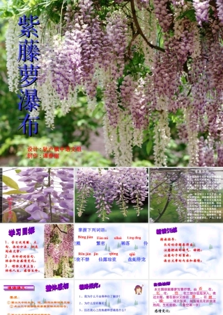 紫藤萝瀑布1